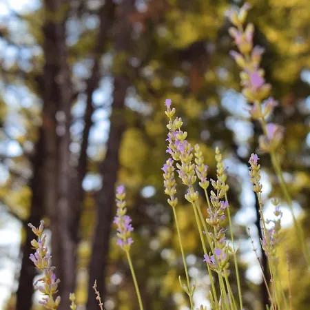 Pine Xenia Paliouri